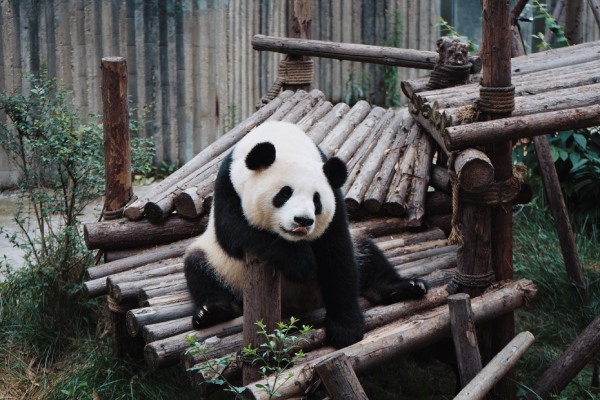 A panda in a daze